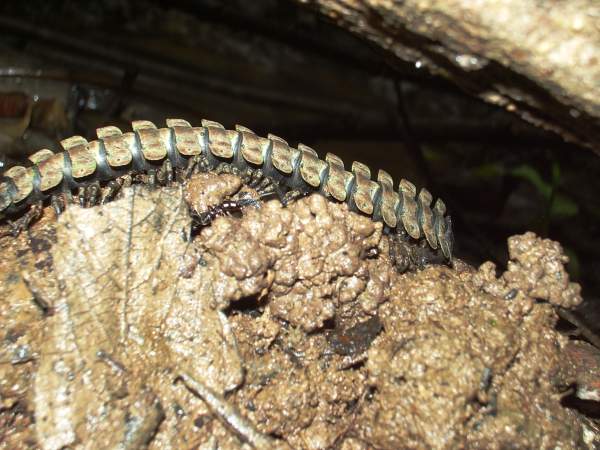 Giant centipedes in the jungle